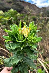 Cantua quercifolia image