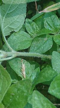 Schizoptera peduncularis image