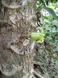 Vasconcellea pubescens image