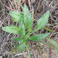 Tridax angustifolia image