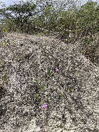 Ipomoea carnea image