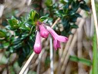 Arcytophyllum setosum image