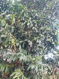 Coffea arabica image