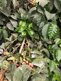 Coffea arabica image