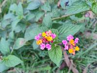 Lantana camara image