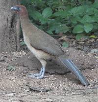 Ortalis erythroptera image