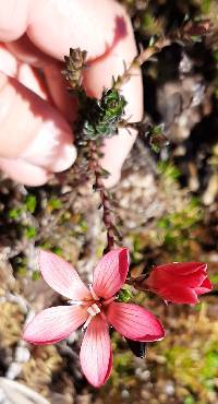 Gentianella hypericoides image