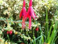 Fuchsia magellanica image