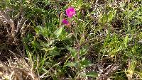 Oenothera rosea image