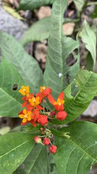 Asclepias curassavica image