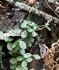 Peperomia tetraphylla image