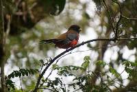 Trogon personatus image