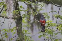 Trogon mesurus image