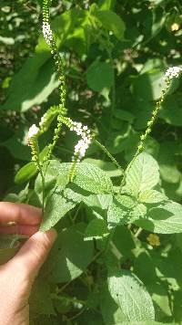 Heliotropium angiospermum image