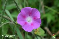 Ipomoea purpurea image