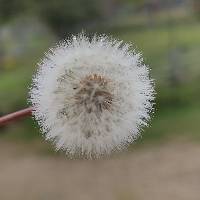 Taraxacum officinale image