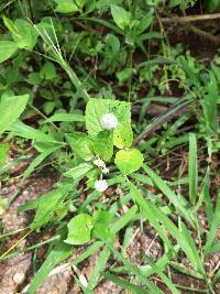 Acmella radicans image