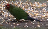 Aratinga erythrogenys image