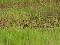 Gallinula chloropus image