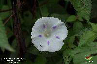 Ipomoea purpurea image