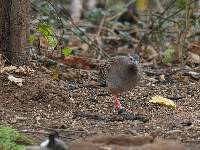 Crypturellus transfasciatus image