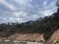 Ceiba trischistandra image