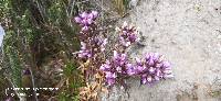 Gentianella foliosa image