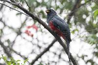 Trogon mesurus image