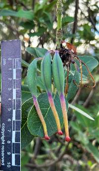 Oreocallis grandiflora image