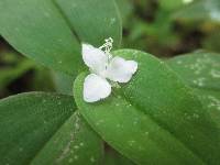 Tradescantia schippii image