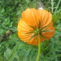 Cosmos sulphureus image