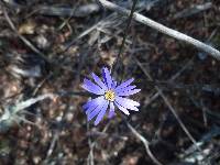 Onoseris speciosa image