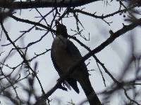 Turdus reevei image