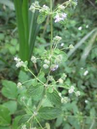 Mesosphaerum sidifolium image