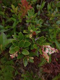 Gaultheria myrsinoides image