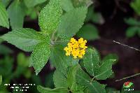 Lantana camara image