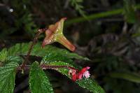 Begonia urticae image