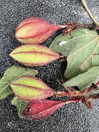 Passiflora sanguinolenta image