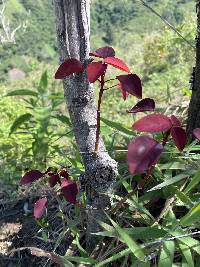 Euphorbia cotinifolia image