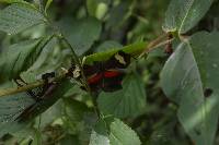 Heliconius himera image