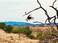 Caracara plancus cheriway image