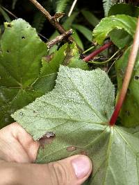 Begonia acerifolia image