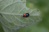 Plagiometriona coccinelloides image