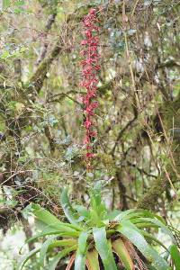 Tillandsia tovarensis image