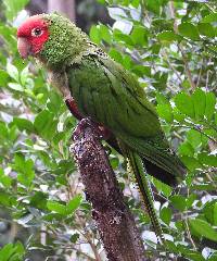 Aratinga erythrogenys image