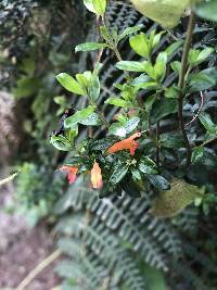 Clinopodium taxifolium image