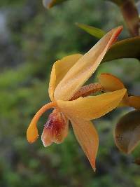 Maxillaria frontinoensis image