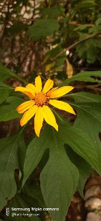 Tithonia diversifolia image