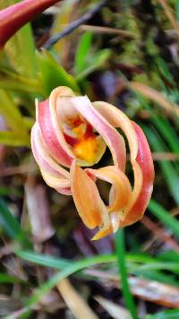 Maxillaria platyloba image