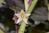 Solanum quitoense image